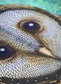 Shovava New Moon Owl Scarf